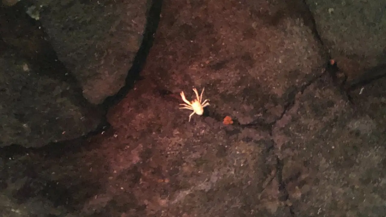Cangrejo ciego en el lago de Los Jameos del Agua