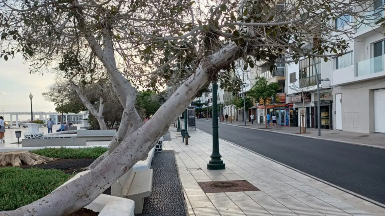 Un árbol en el parque José Ramírez Cerdá