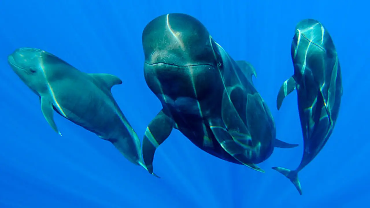 Foto: WWF Espa&ntilde;a.