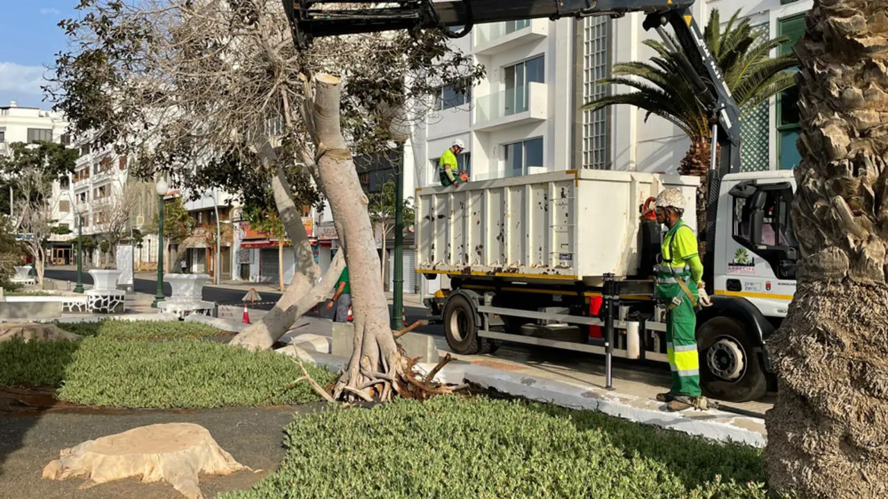 Tala del árbol en mal estado del parque Ramírez Cerdá