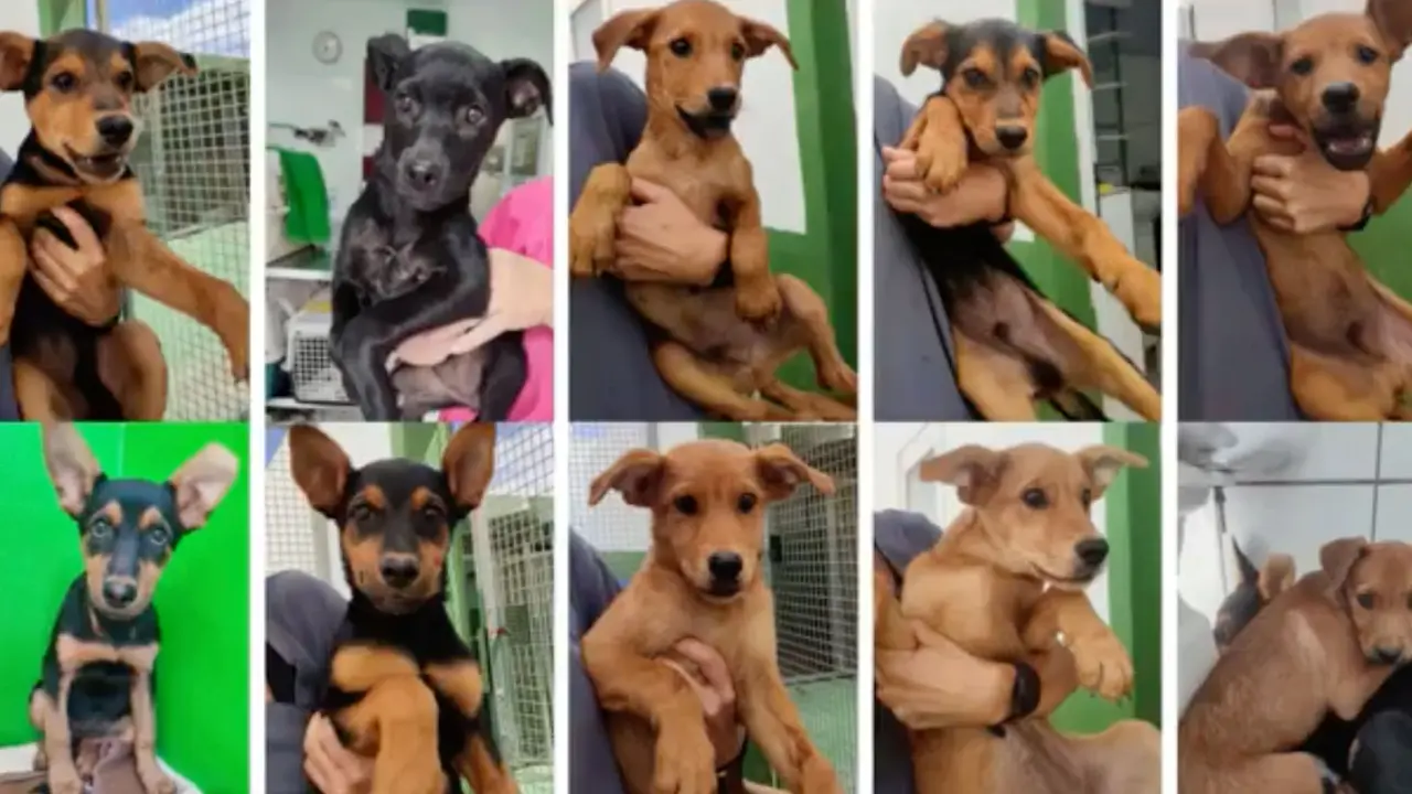 Cachorros rescatados en Sara