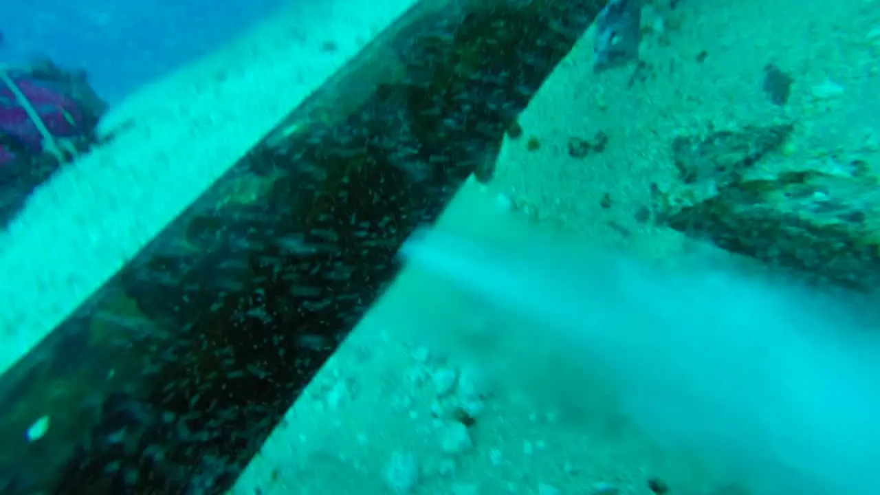 Aver&iacute;a tuber&iacute;a en La Graciosa