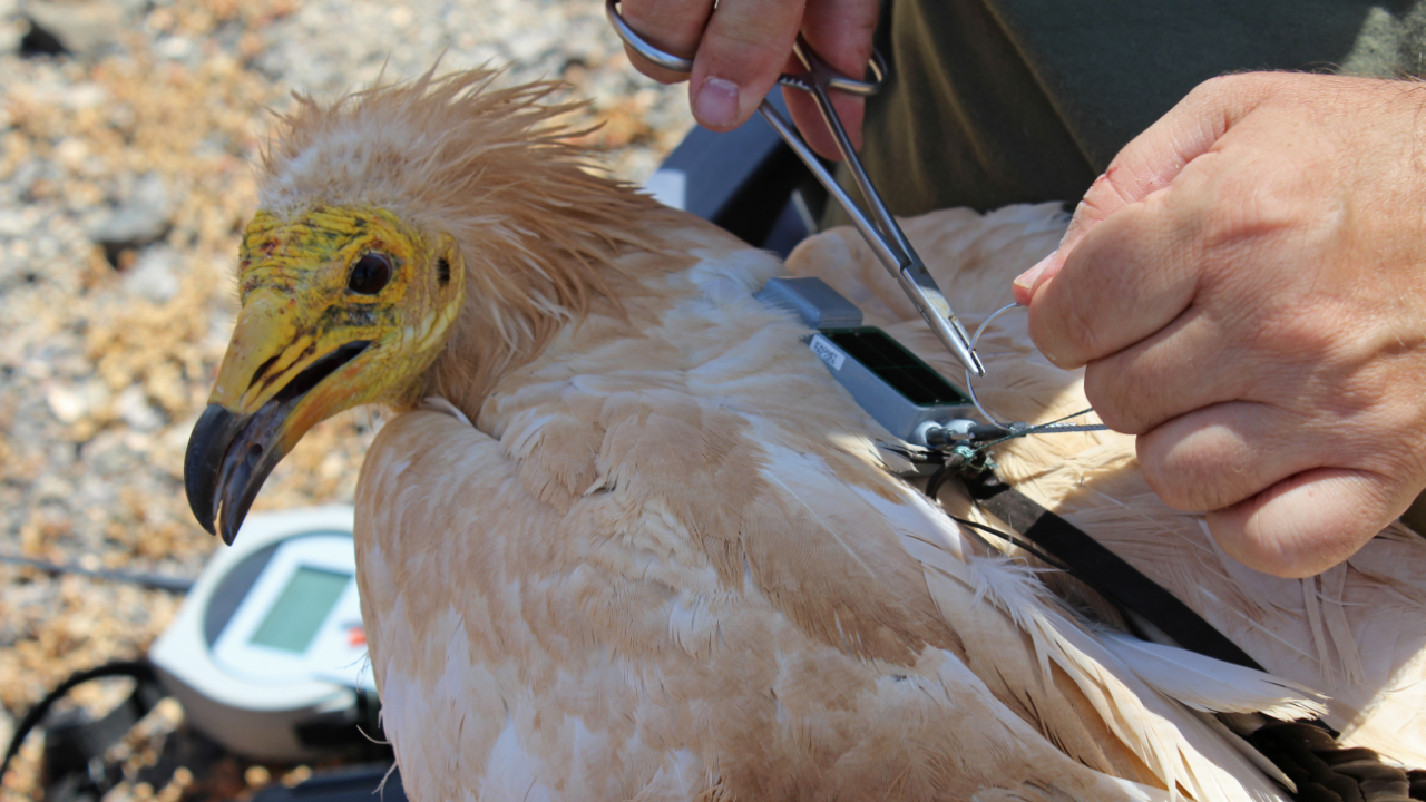 Colocaci&oacute;n de un GPS/GSM a un ejemplar de guirre (Foto: https://www.lifegyptianvulture.it/)