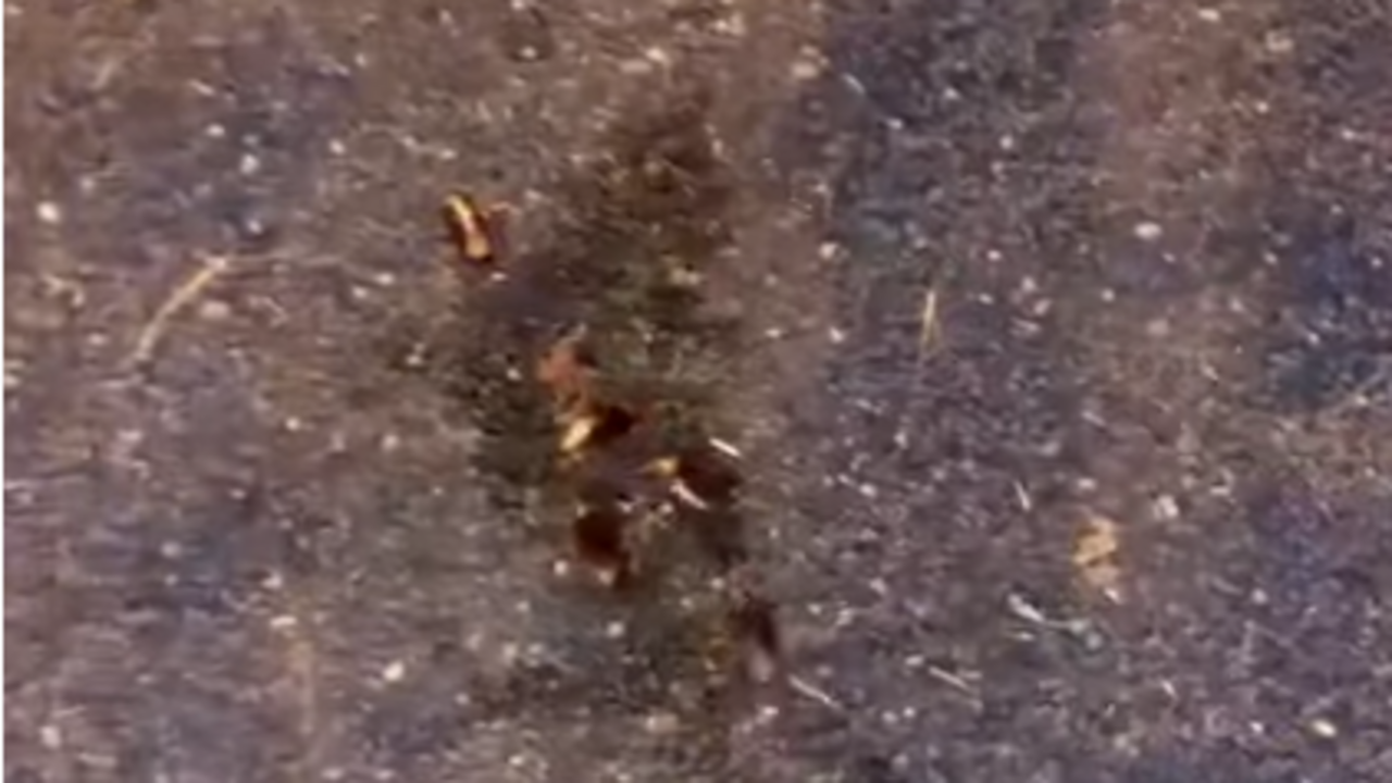 Cucarachas en Titerroy