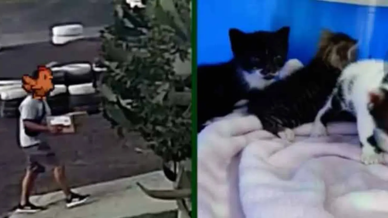 Abandono animal en Sara Protectora