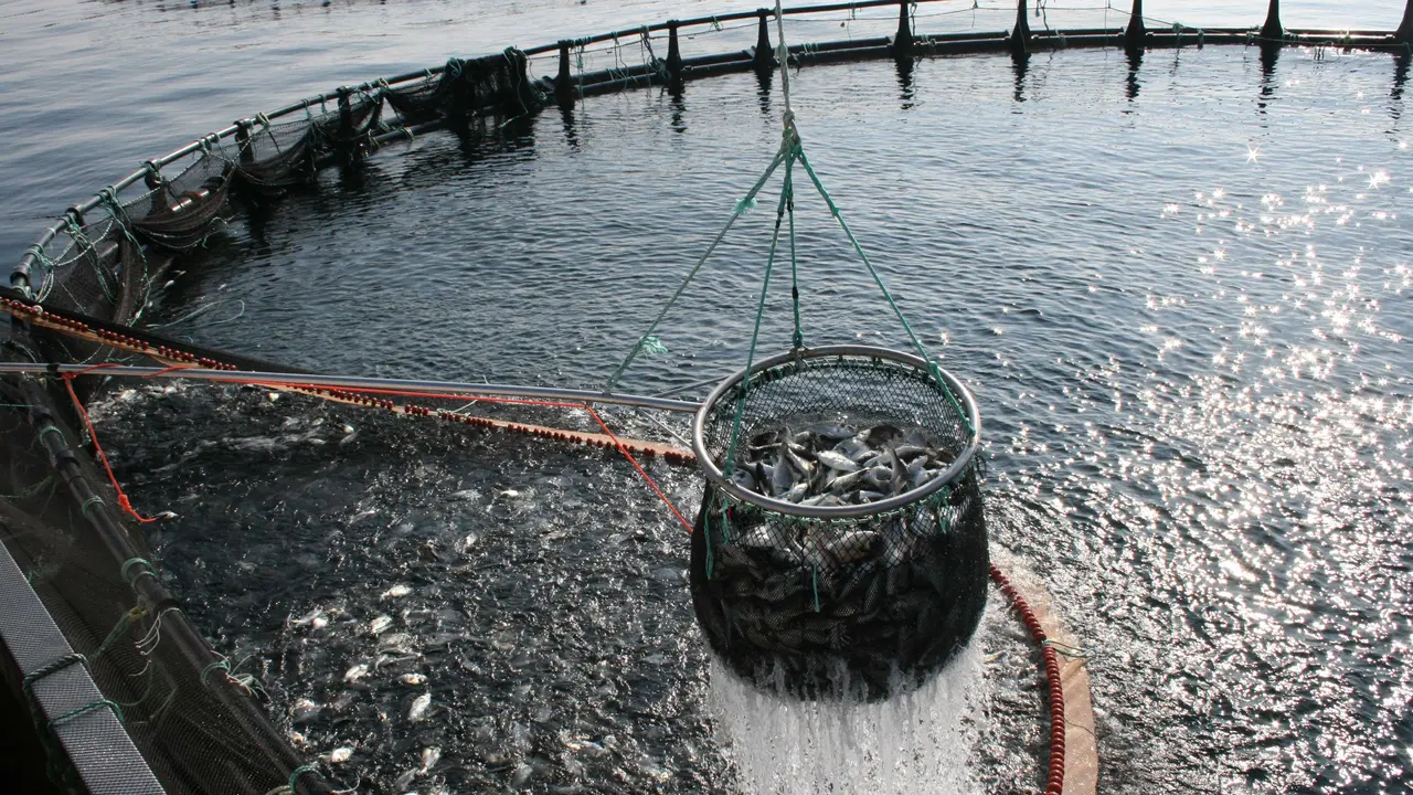 Acuicultura. Imagen de archivo.