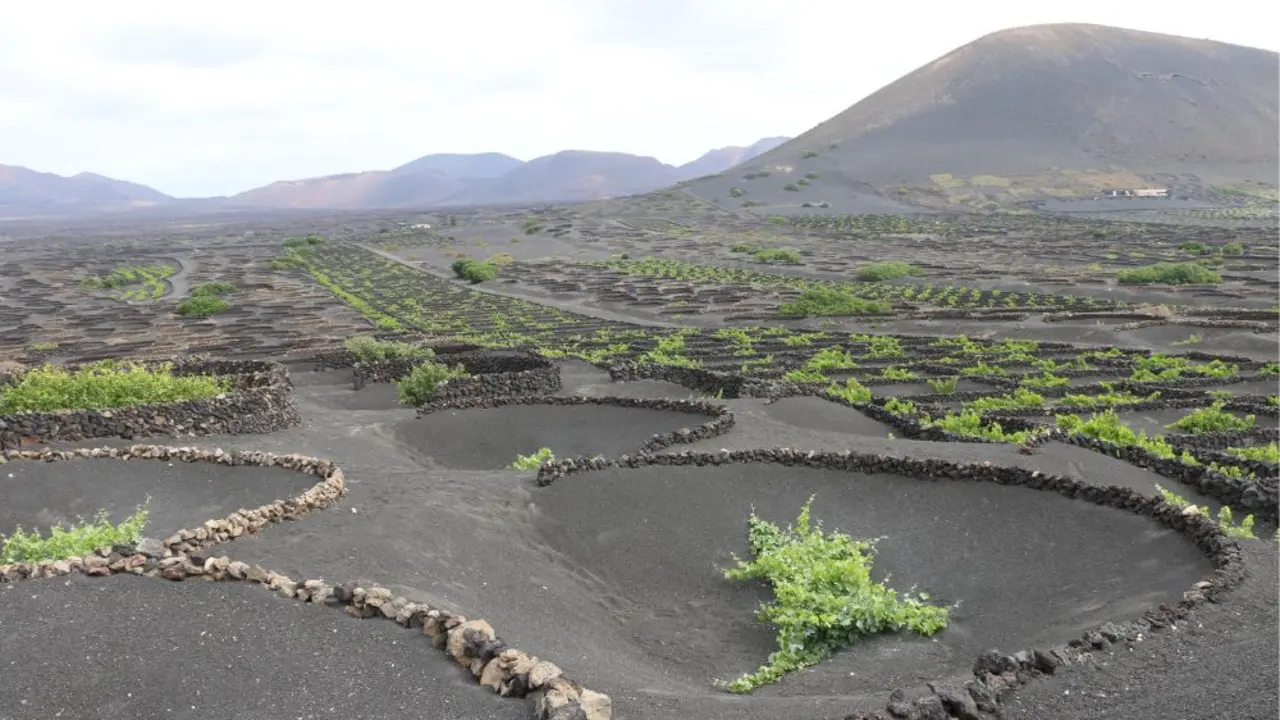 Cultivo de vides en La Geria