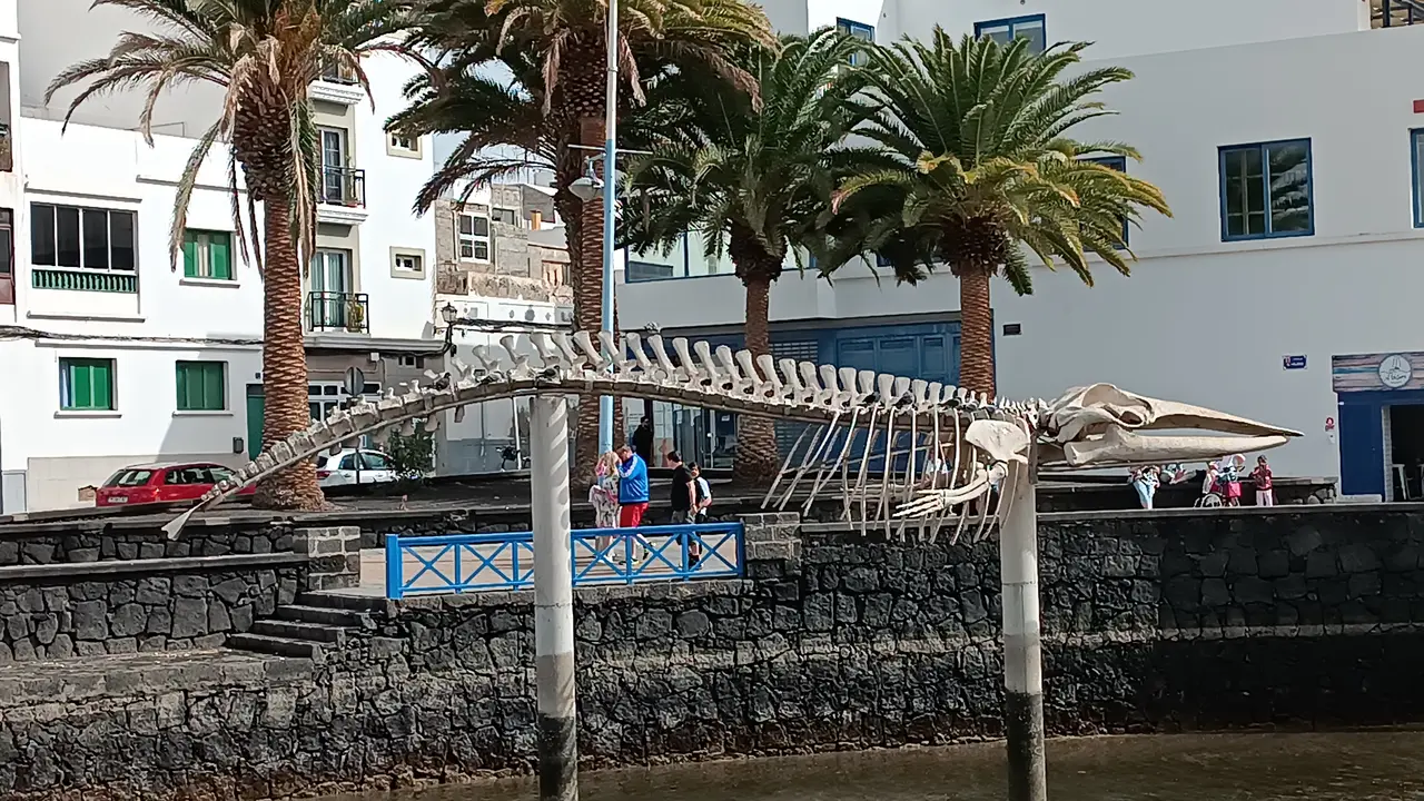Instalaci&oacute;n del esqueleto ballena rorcual tropical en el Charco, en las cercan&iacute;as de las Cuatro Esquinas.
