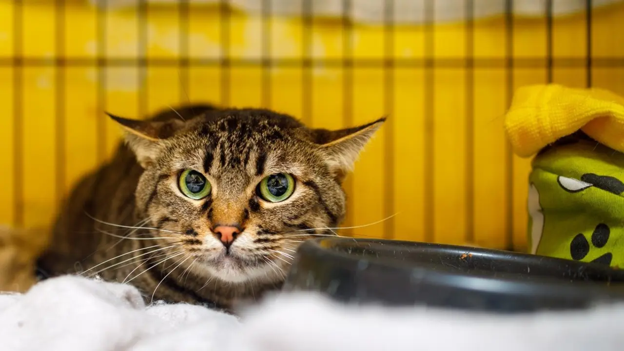 Nombre: Bailarín. En adopción en SARA.