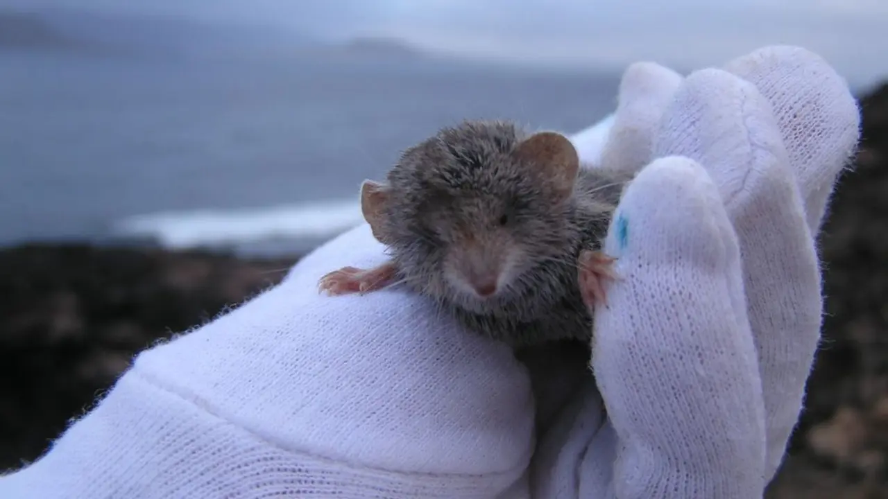 Musaraña canaria (Foto: Claudia Shuster)