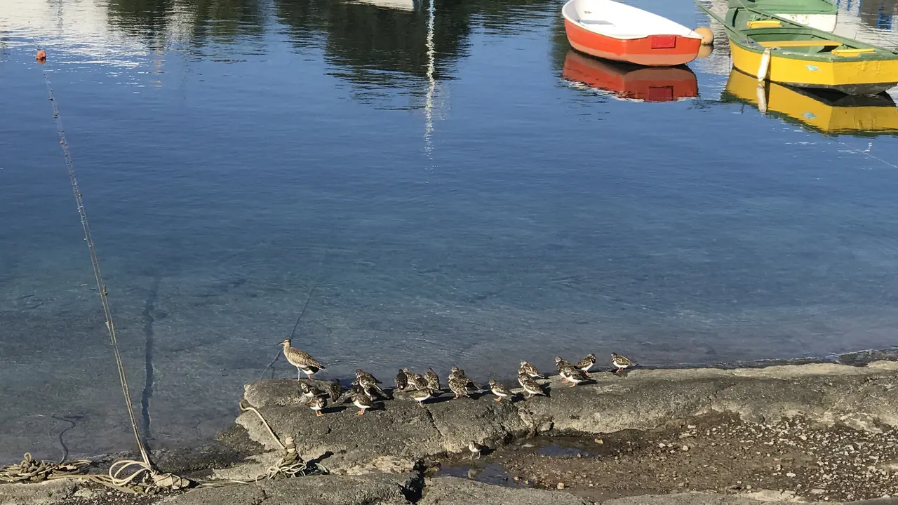Aves marinas en Arrecife