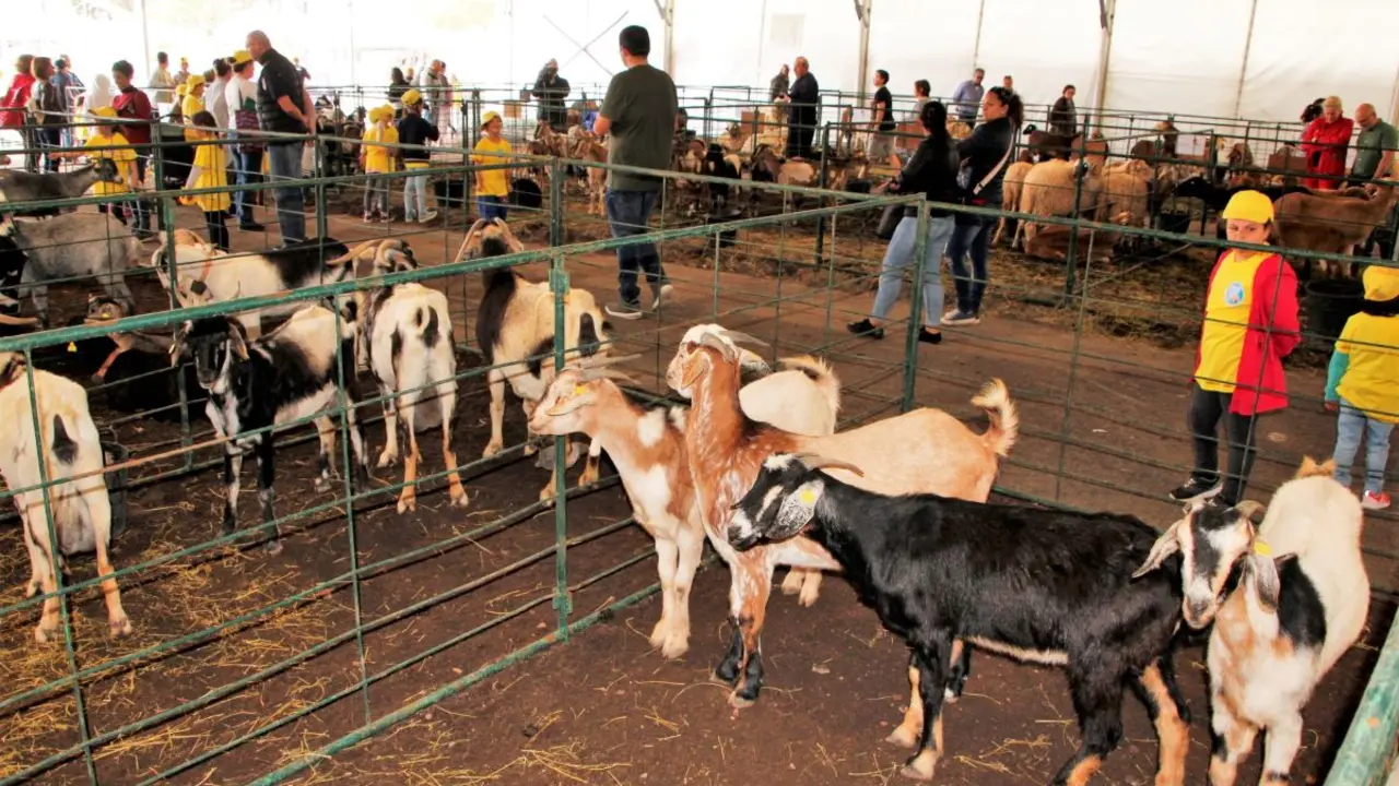 Ganado caprino en la Feria de Uga