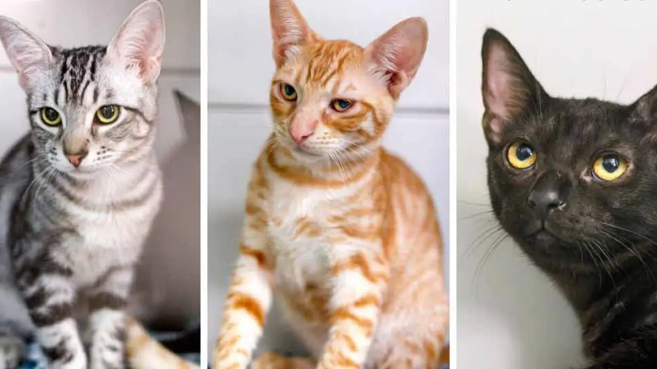 Gatos protectora de animales Sara