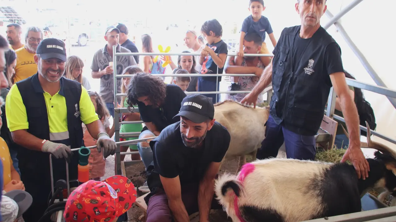 Muestra de ganado de Uga. Imagen de archivo.