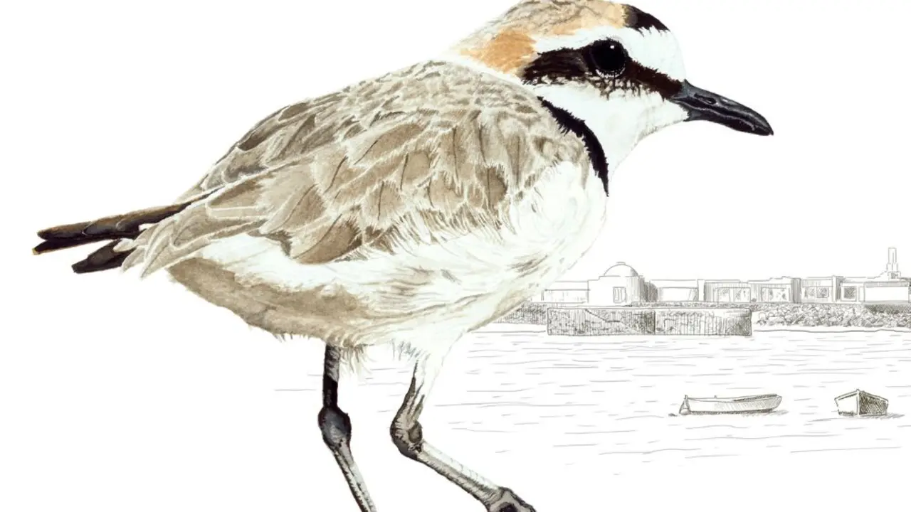 Ilustración de un ave