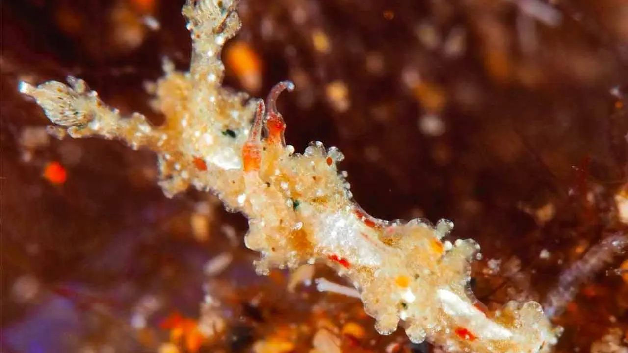 Nueva especie en Tías