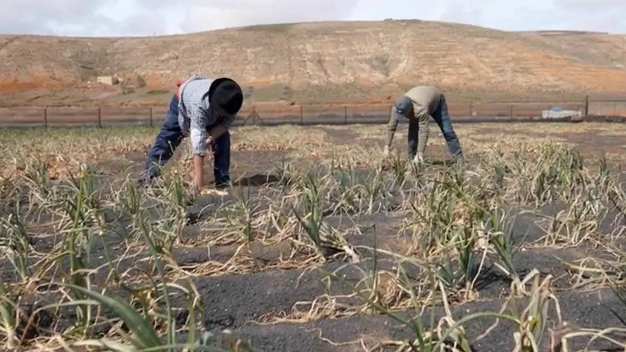 Sector primario. Imagen de archivo.