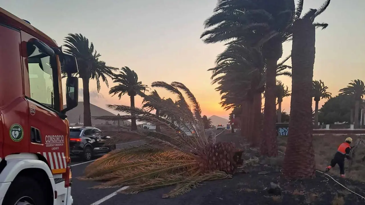 Palmera ca&iacute;da