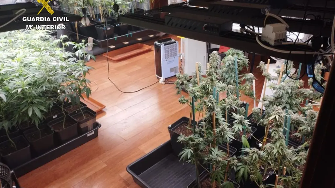Marihuana intervenida en un chalet de Tinajo