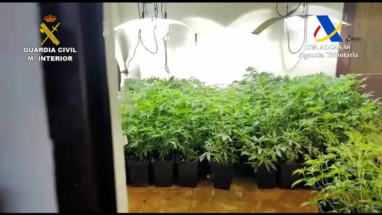 <p>Desmantelado en Lanzarote un ‘club cannábico’</p>
