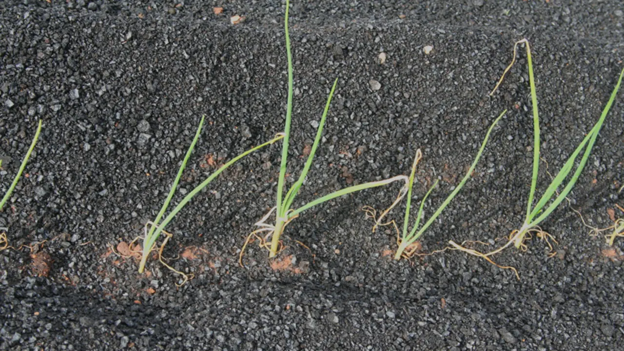 Cebollas en enarenado.