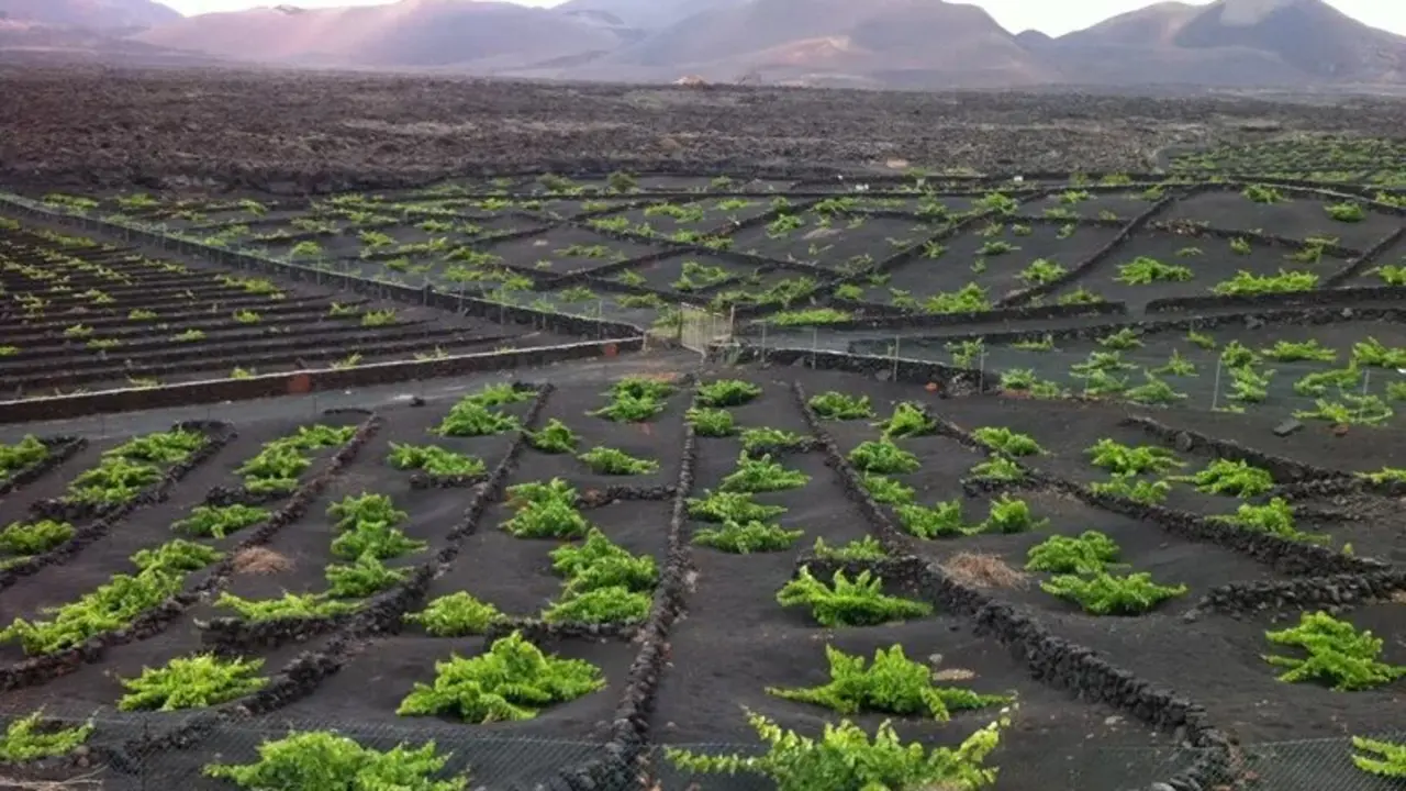 Viñedos en La Geria.