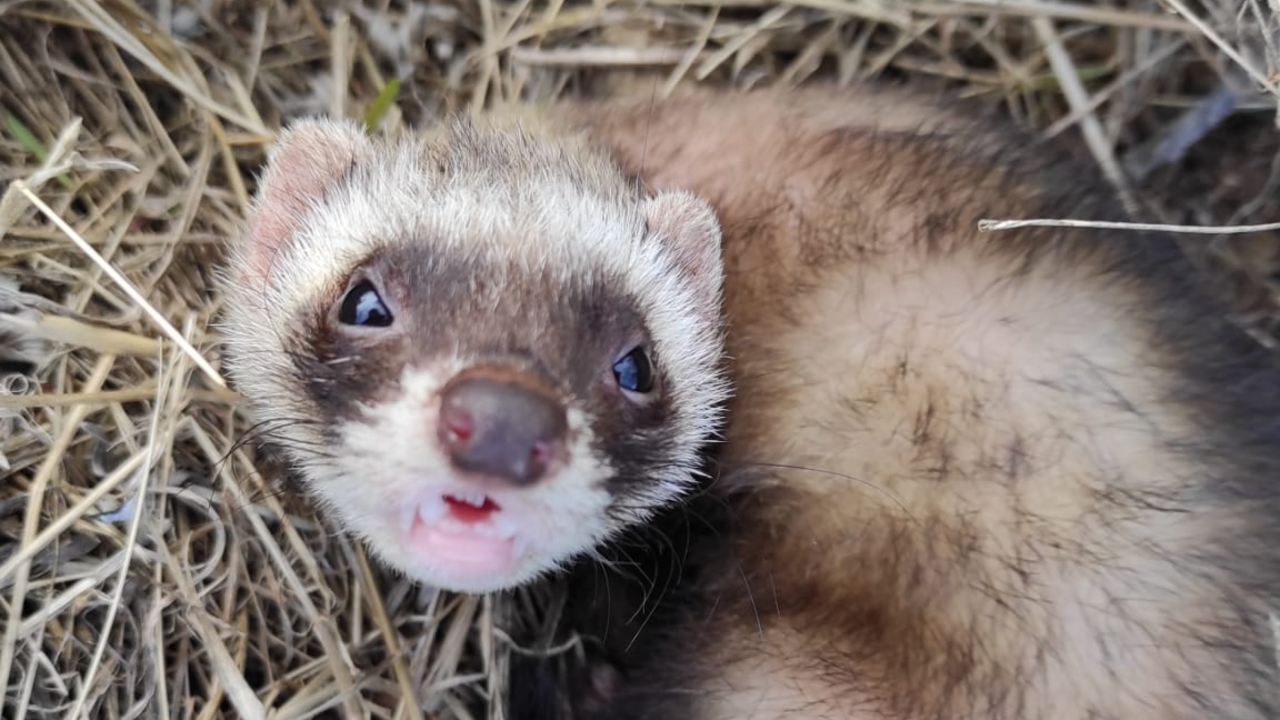 Hurón. Foto R. García.