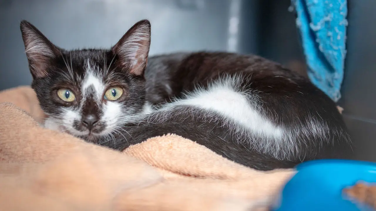 Juanito, macho de 3 meses en adopción. Foto Protectora SARA.