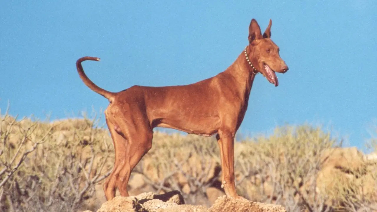 Podenco canario.