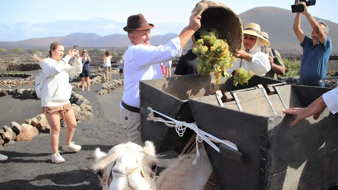 Vendimia tradicional en La Geria.
