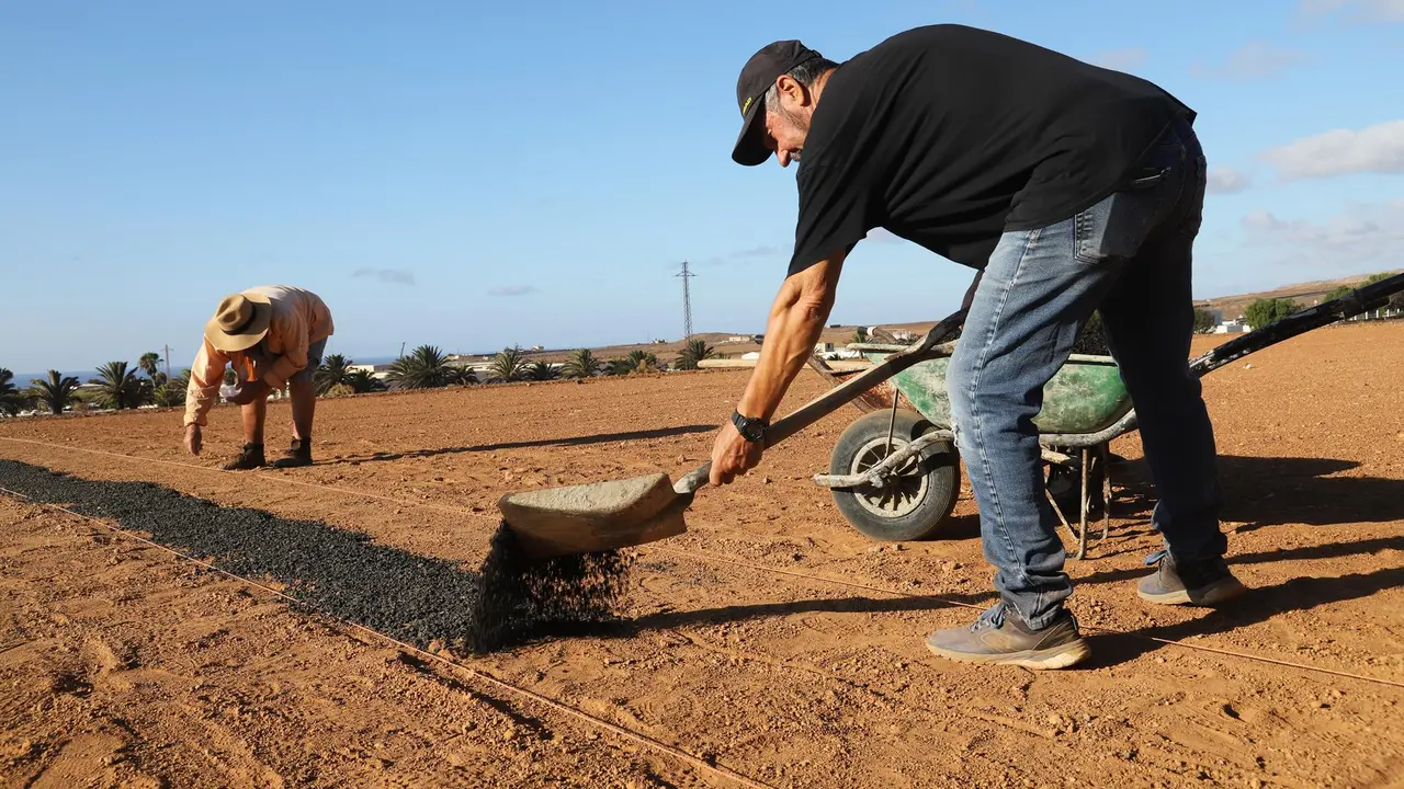 Canteros de cebollinos.