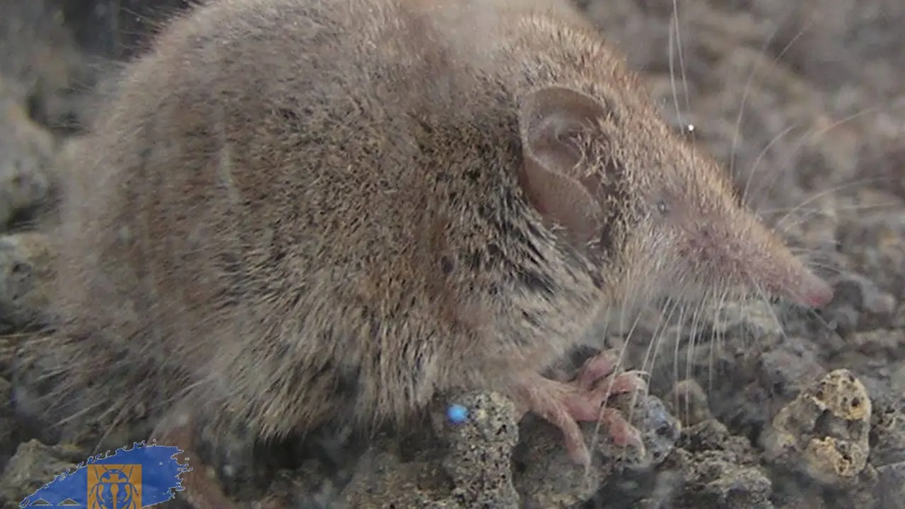 Musaraña. Foto C. Schuster, Banco de Datos de Biodiversidad de Canarias (Biocan).