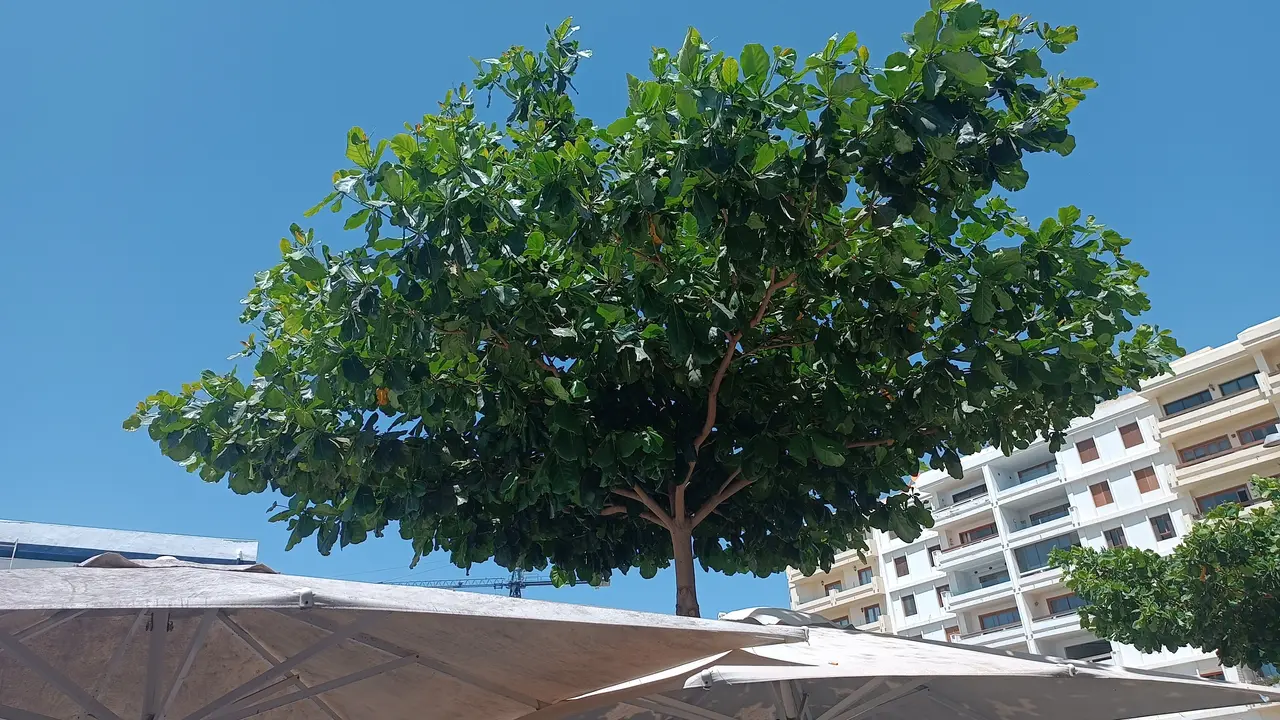 Árbol y sombra en la Avda. de Arrecife.