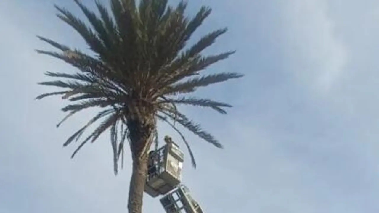 Palmera talada en La Asomada.
