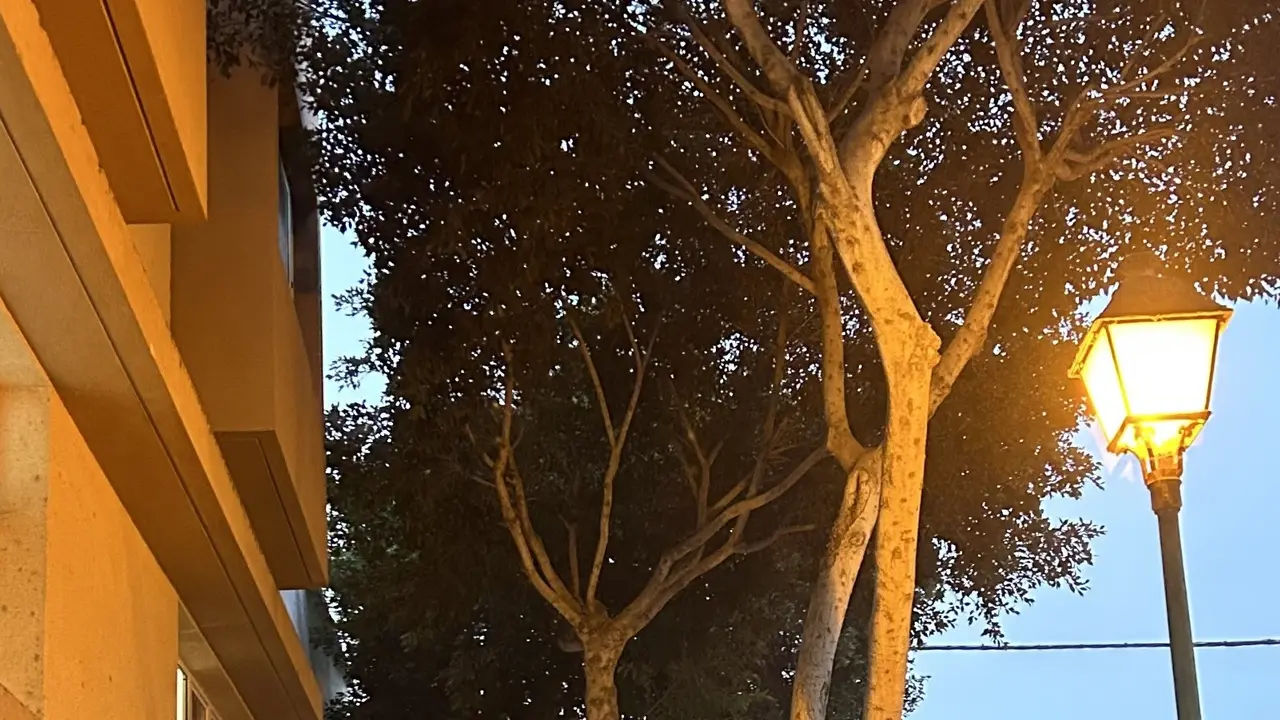 Árboles en Titerroy.