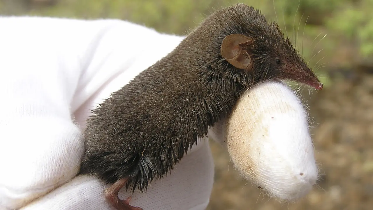 Musaraña Canaria. Foto GREFA.