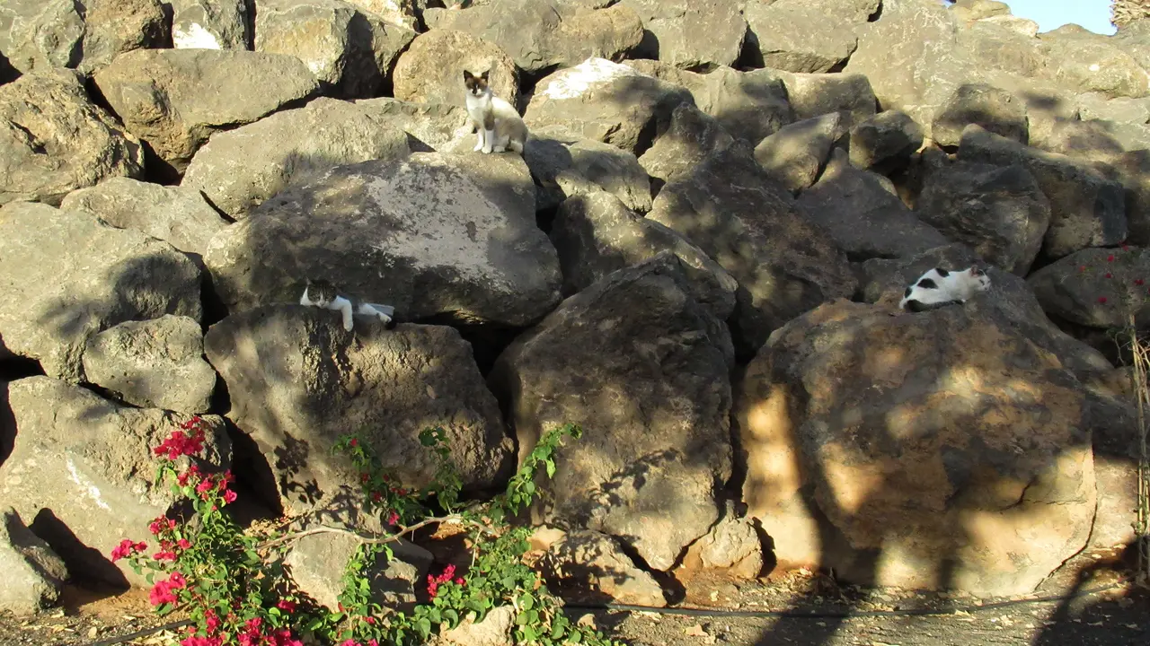 Gatos en el Parque de Maneje. Foto JL Carrasco.