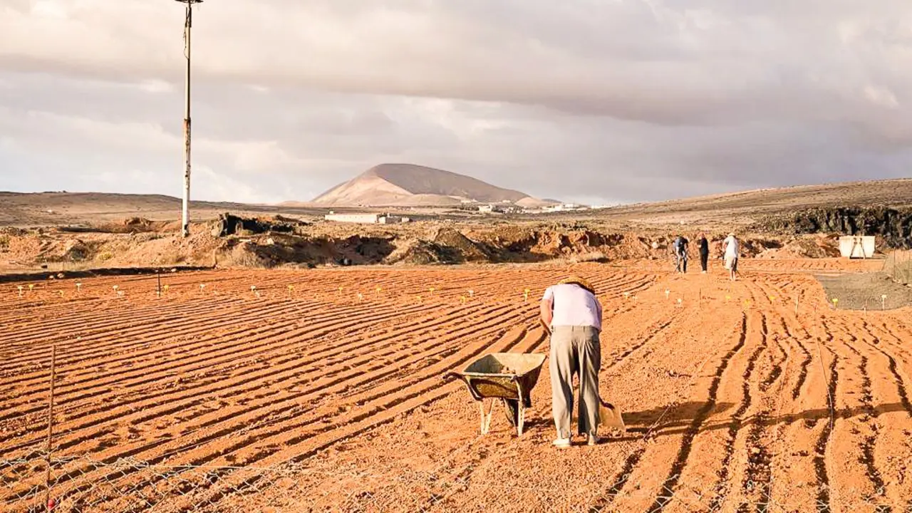 Plantación de cebollinos.