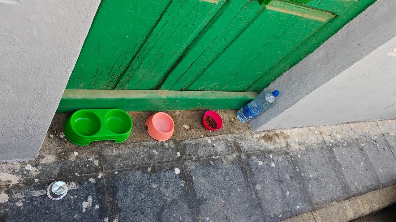Zona de alimento para gatos en la Calle Sol.