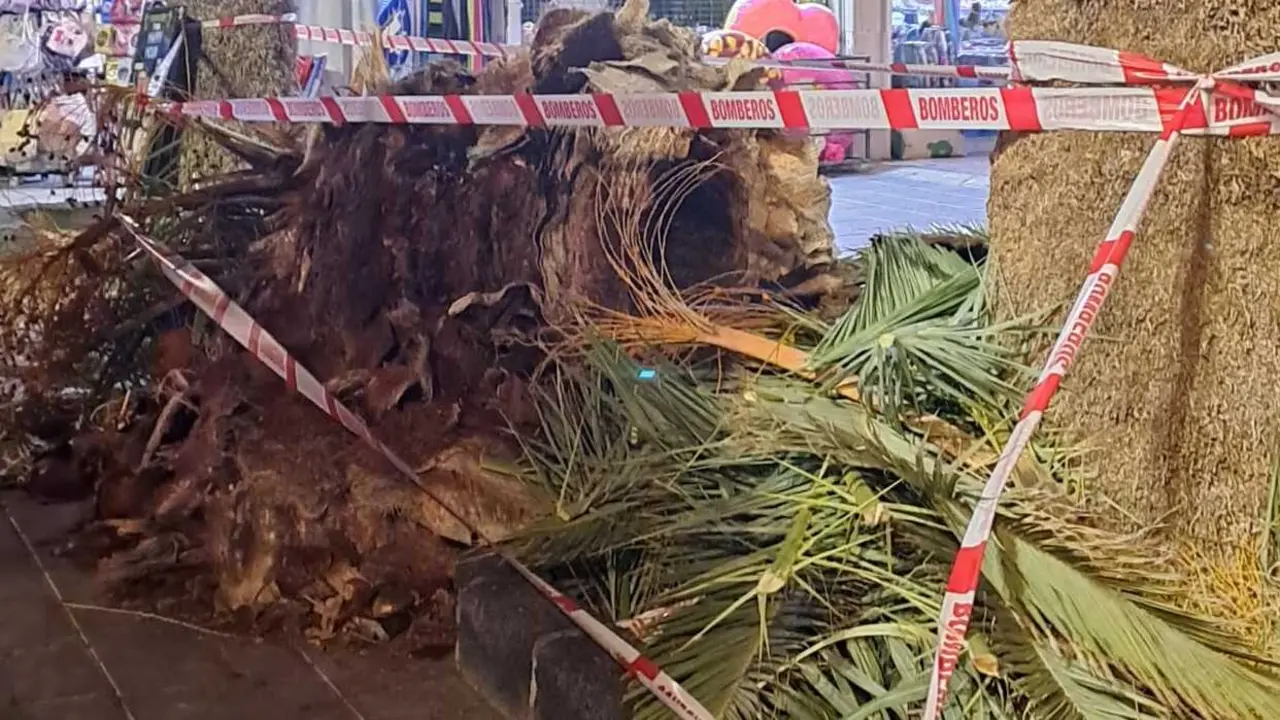 Imagen de la hoja de palmera caida. (1)