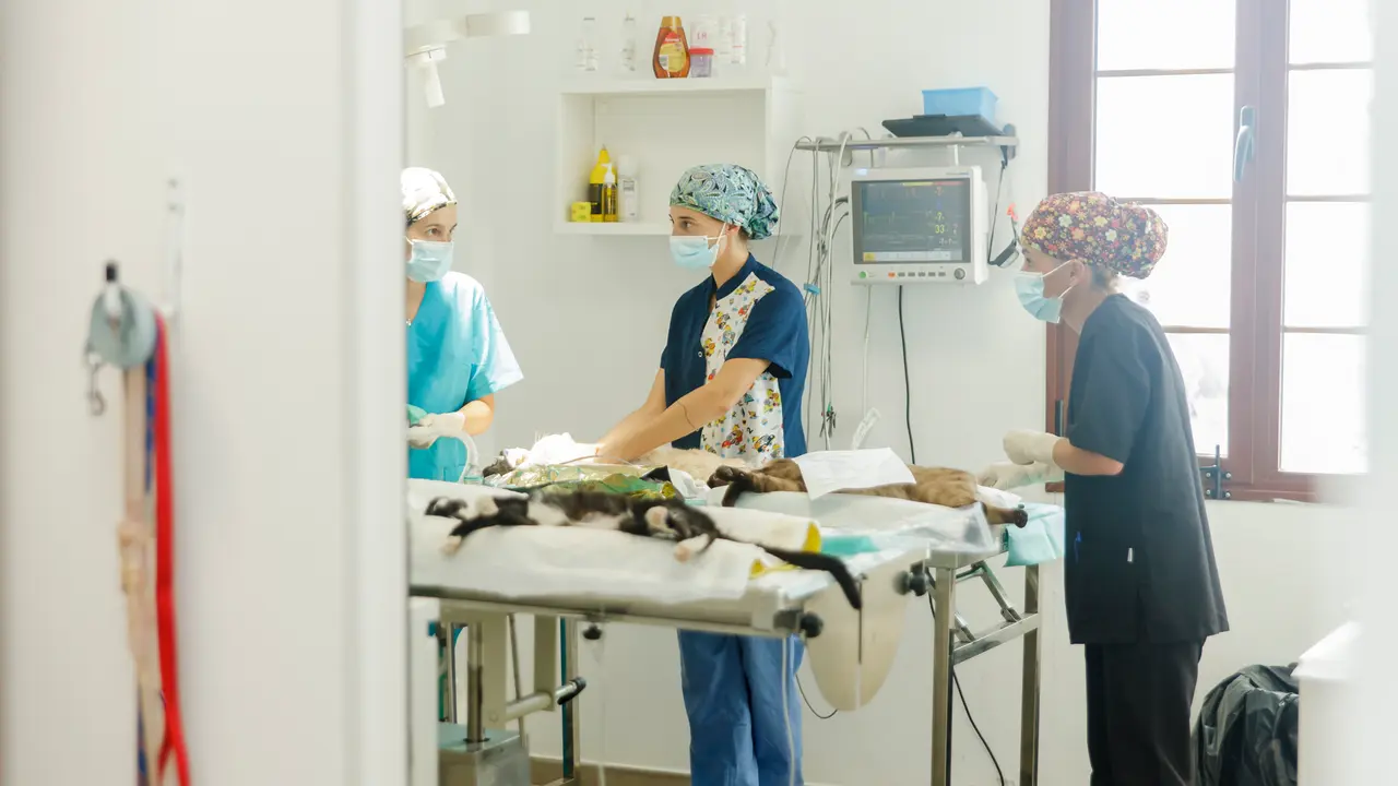 Campaña de esterilizacion de gatos en Teguise 2023.