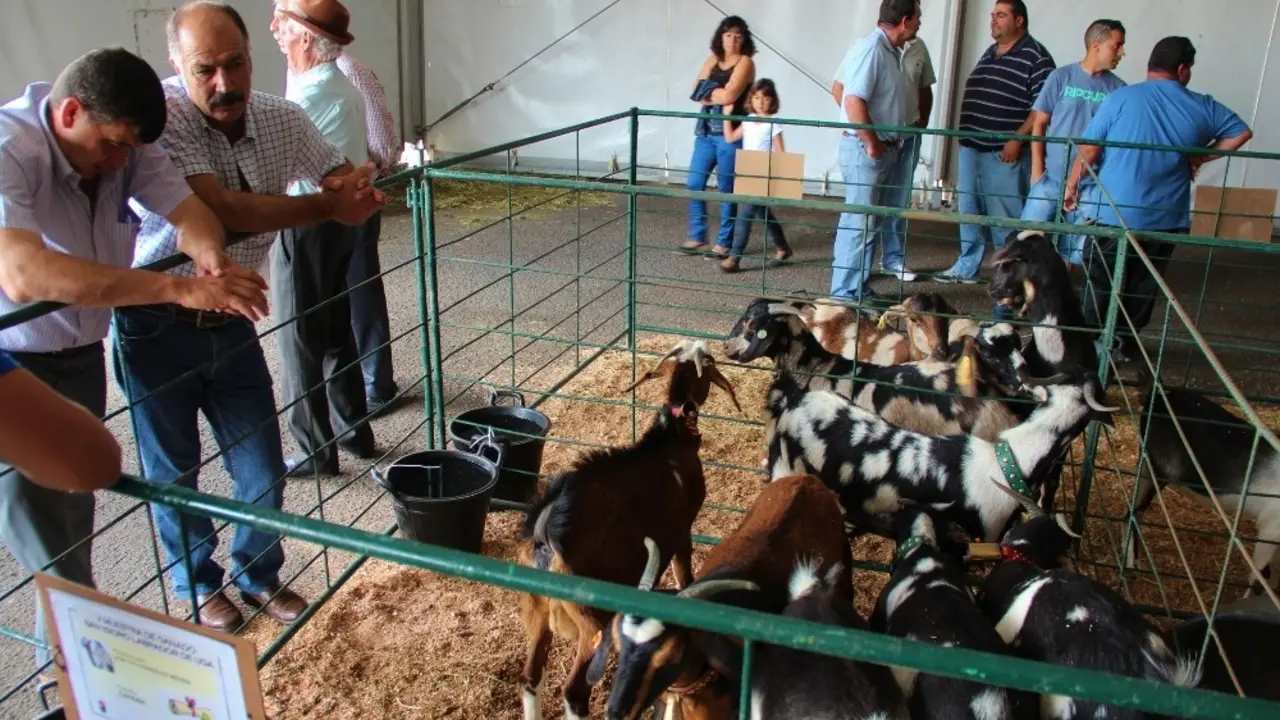 Muestra del Ganado de Uga. Imagen de archivo.