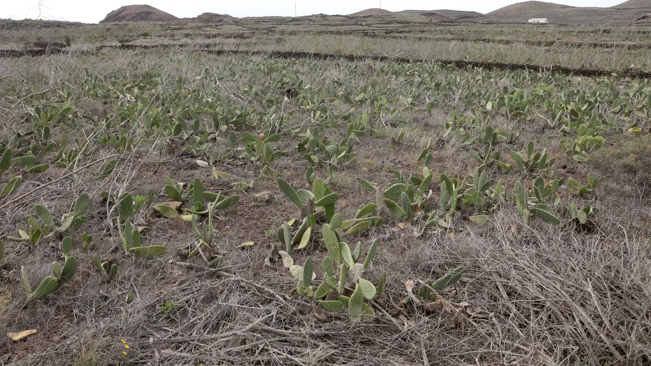Cultivo de cochinilla abandonado. Foto JL Carrasco.