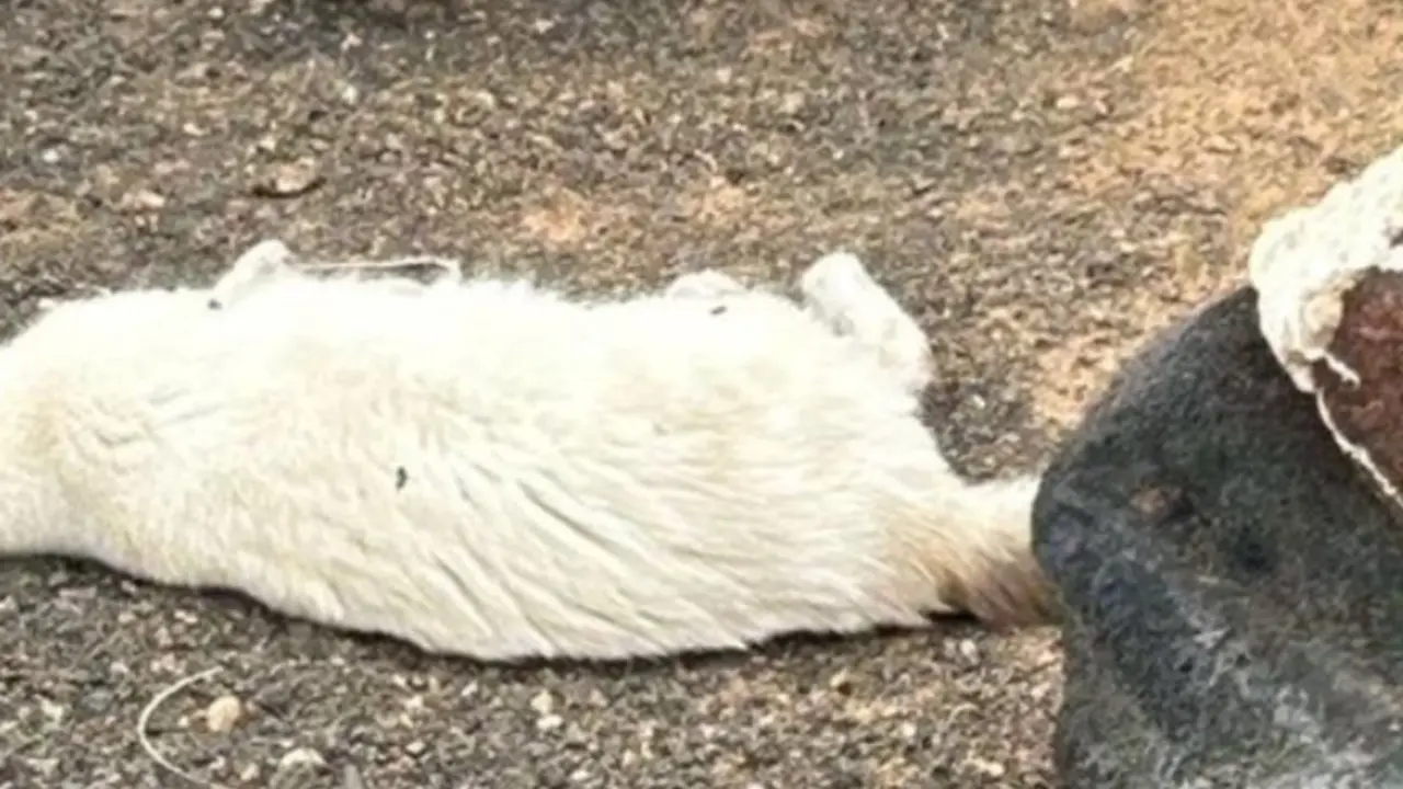 Uno de los gatos encontrados sin vida