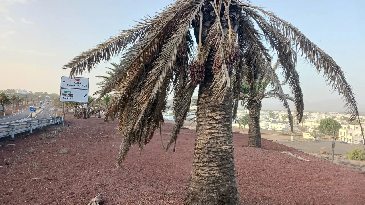 Palmera en Lanzarote.