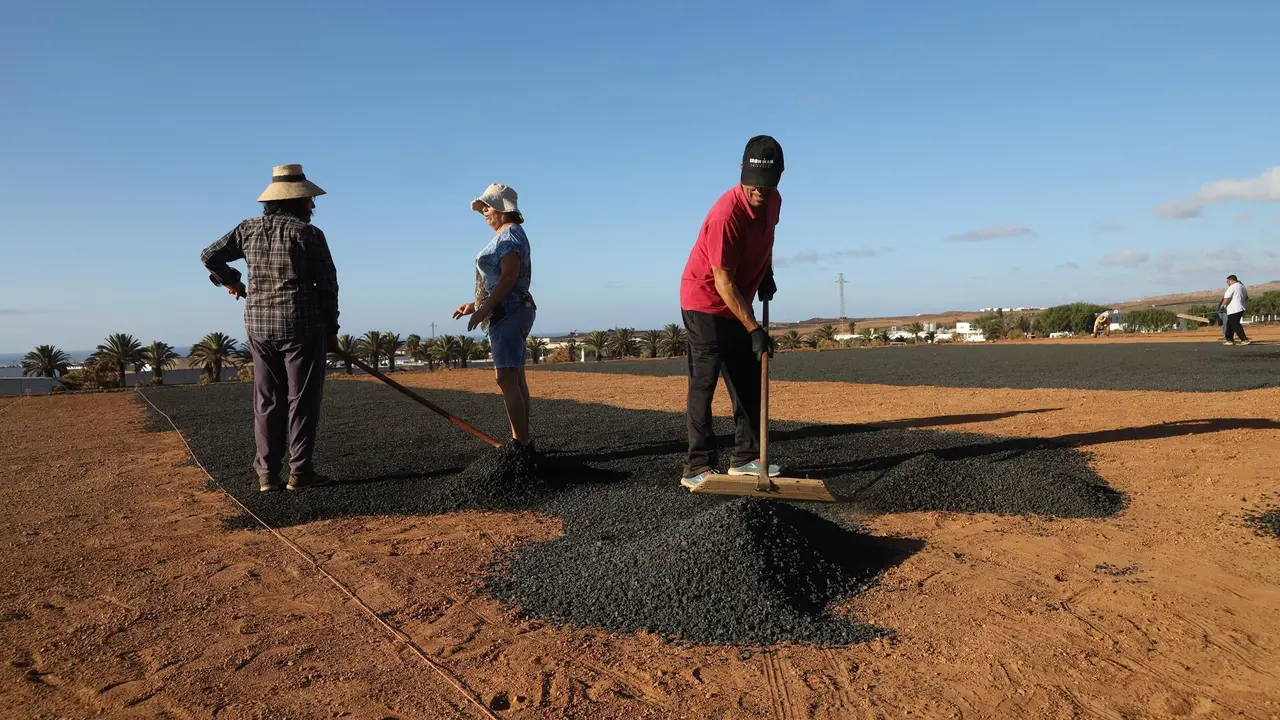 Canteros de cebollinos.