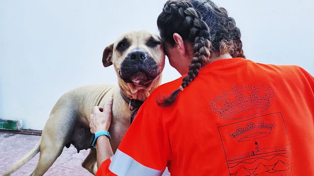 Charlas sobre bienestar animal.