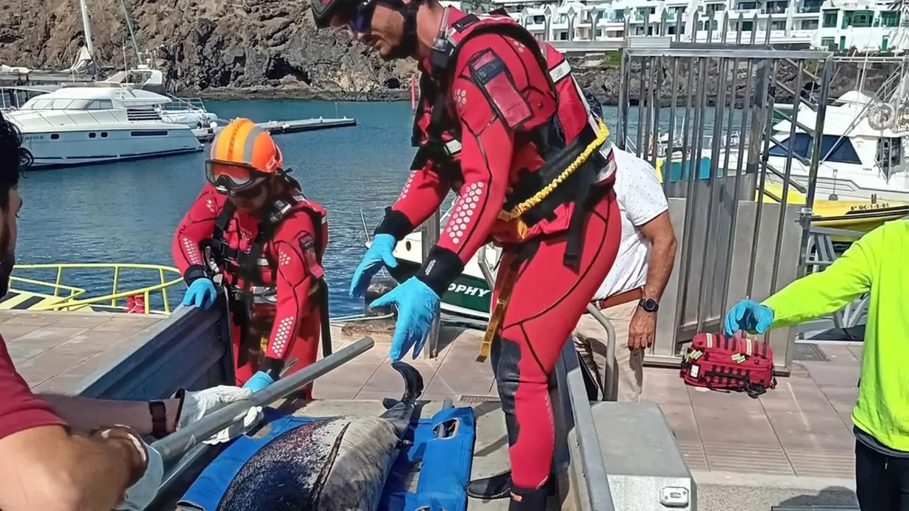 Recate de un delfín fallecido.