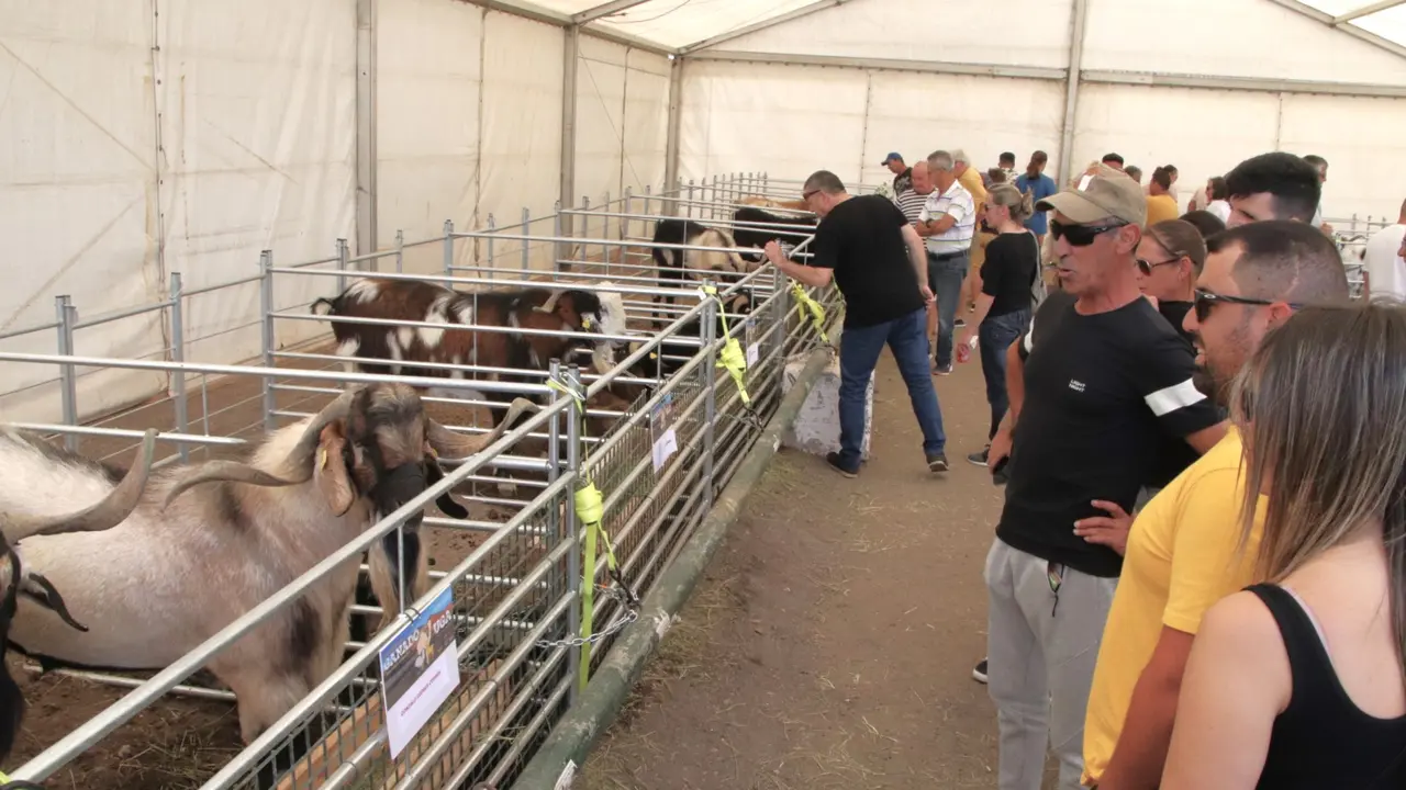 Muestra de la Feria de Ganado de Uga 2023.
