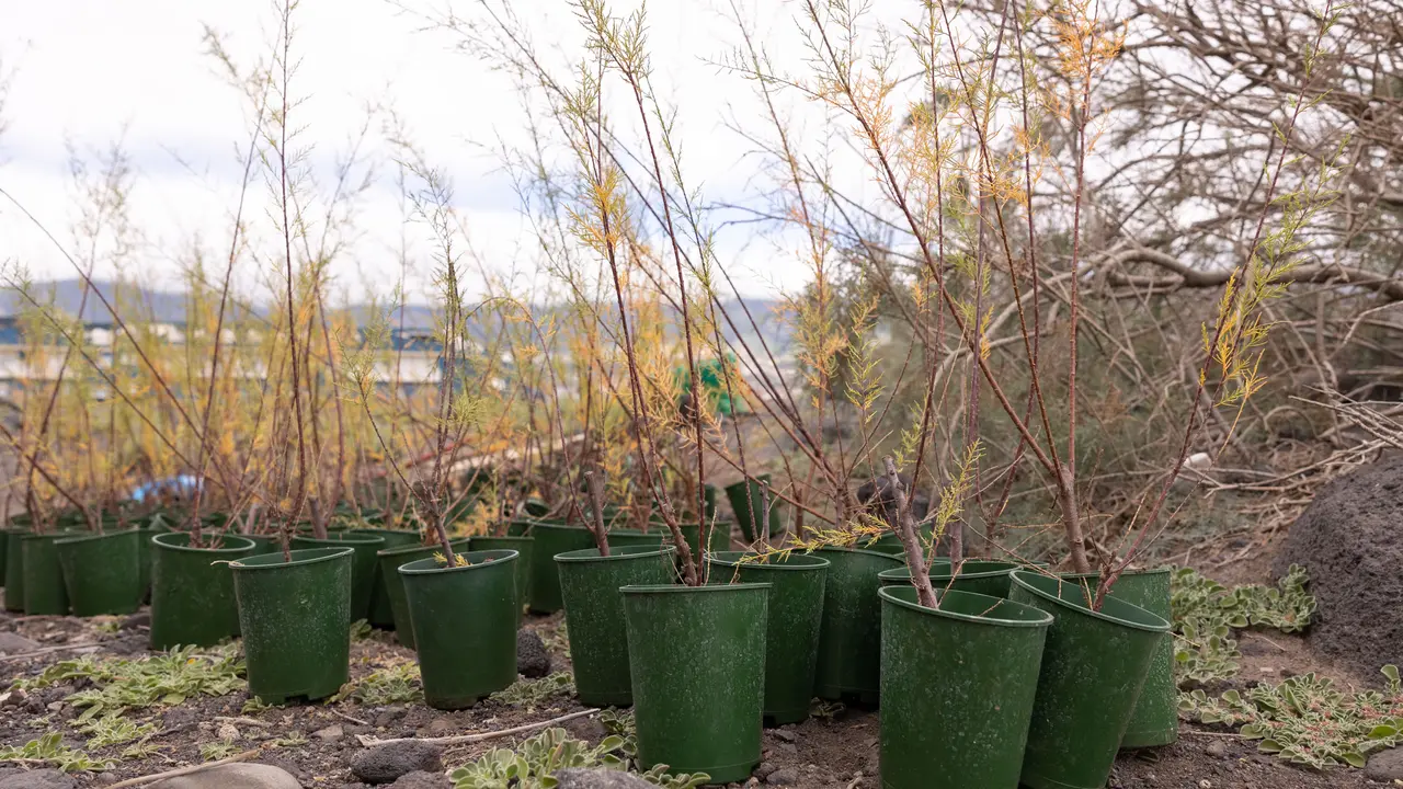 La cadena consolida su compromiso medioambiental.